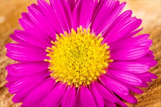 Aster flower