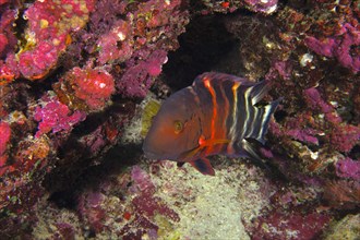 A red and black redbreast wrasse