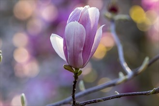 Flower of a magnolia