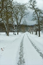 Snowy landscape with tyre tracks and footprints on a road with avenue trees. The wintry sky is grey and heralds the next snowfall