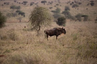 A single wildebeest