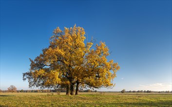 Solitary oaks in the Elbe meadows in autumn