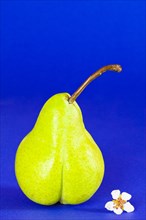 Pear on the blue background