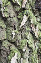 Close-up of a birch bark