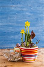 Easter decoration with daffodils in a pot