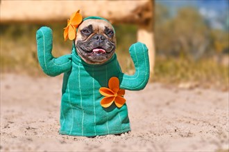 Funny French Bulldog dog dressed up with cactus costume with fake arms and orange flowers standing on sandy ground