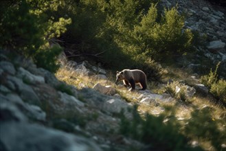A brown bear in a sunny