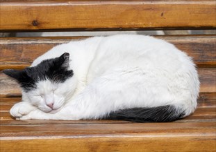 Black and white sleeping cat on a bench
