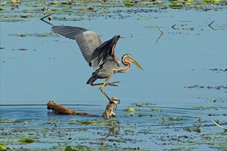 Purple heron with open wings standing on branch in water with green water plants seen on right side