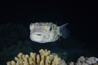 Portrait of spotbase burrfish