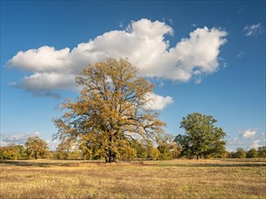 Solitary oaks in the Elbe meadows in autumn