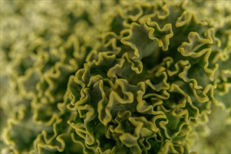 Macro photograph of a kale with selective focusing