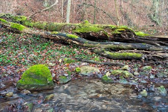 At the edge of a crystal-clear forest stream lies an overturned tree trunk overgrown with moss. The coloured leaves of last autumn still lie on the ground of the forest