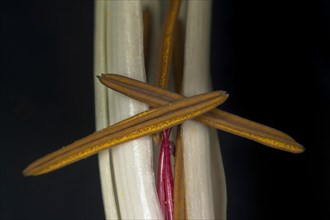 Macro shot of a blooming Asian hook lily