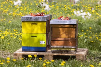 Beehives under blossoming cherry trees in spring
