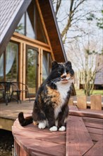 Cat sits on a barrel with A-frame log cabin on background