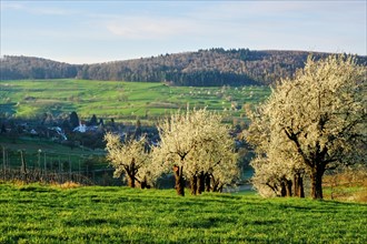 Blossoming cherry trees