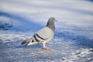 Feral pigeons