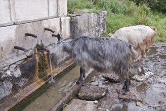 Goats drinking at the water well