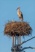 Stork's nest on a power pole in a village in spring. Alsace