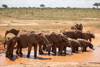 The famous red elephants in the savannah of Tsavo National Park
