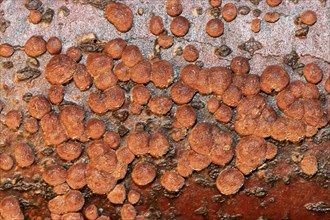 Reddish coalberry many reddish fruiting bodies next to each other on tree trunk