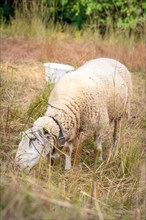 Sheep with bell on pasture