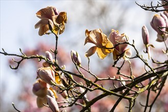 Blossoms of a magnolia