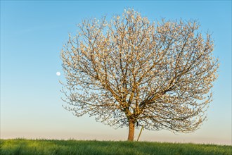 Apple tree in bloom in meadow at full moonrise at dusk. Alsace