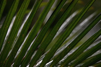 A wet palm leaf with drops in the rain. Tropical place