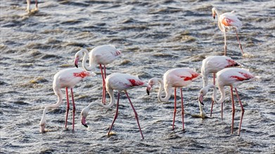Flamingos