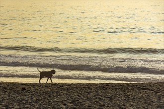 Dog walking on the sands of Ipanema beach