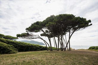 Beach and old pine trees