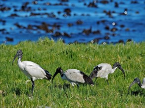 Group of african sacred ibis