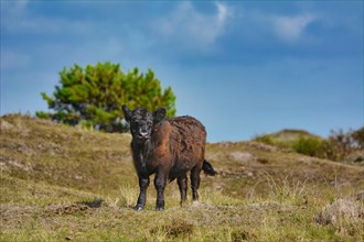 Dark brown Galloway cattle standing in national park De Muy in the Netherlands on island Texel