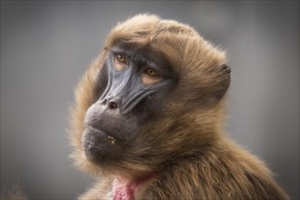 Portrait Djelada or gelada baboon