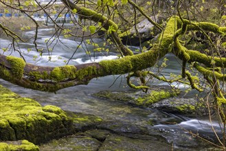 Broken branch full of moss in front of rapids
