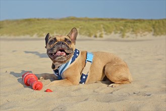 Cute and happy smiling brown French Bulldog dog lying at sand beach with maritime harness and toy
