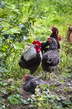 A group of happy free range chicken with a rooster. One hen is lying in the sand. The chicken are outside with grass and plants. Bavaria