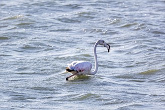 Flamingos