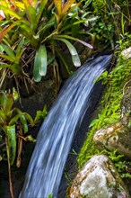 Small stream running through the rocks and bromeliads of the Brazilian rainforest in Rio de Janeiro