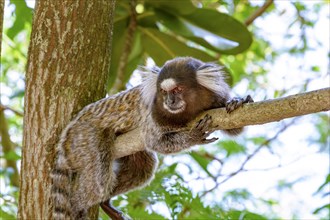 Young marmosets lying on the tree of the rainforest branch of Rio de Janeiro