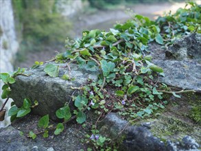 Ivy plant and stone background