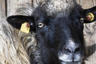 Portrait of a black and white German Moorland Sheep