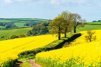 Rapeseed fields and farms