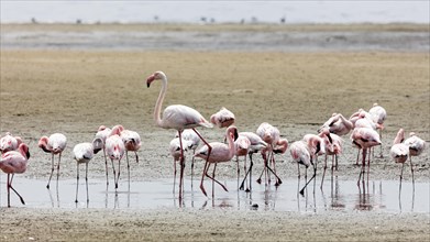 Greater flamingo