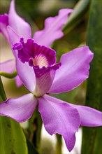 Violet color orchid in its natural environment with blurred background