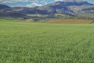 Green agricultural landscape with farmland