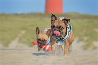 French Bulldog dog with sailor harness and tongue licking nose running towards camera at beach with second Bulldog in background