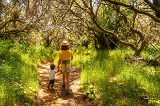 Walking along the laurel forest path in a lush green landscape in La Llania on El Hierro